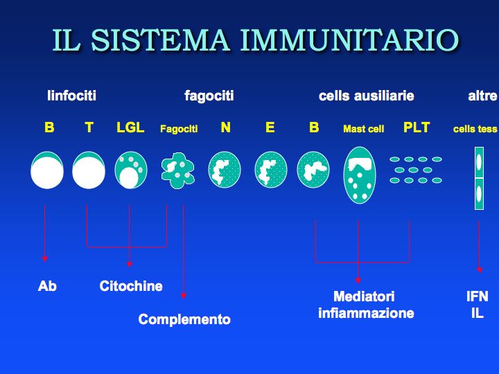 Il Sitema Immunitario: schieramento